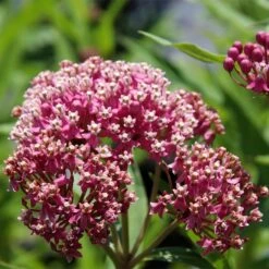 Soulmate Swamp Milkweed 5 Soulmate Swamp Milkweed -High Country Gardens soulmate milkweed asclepias incarnata 1