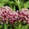 Soulmate Swamp Milkweed -High Country Gardens soulmate milkweed asclepias incarnata