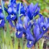 Dark Blue Specie Iris (Mini Iris) 2 Dark Blue Specie Iris (Mini Iris) -High Country Gardens specie iris reticulata dark blue