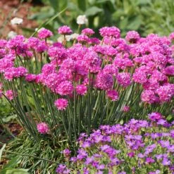 Splendens Armeria 7 Splendens Armeria -High Country Gardens splendens sea thrift armeria maritima garden
