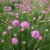 Splendens Armeria 2 Splendens Armeria -High Country Gardens splendens sea thrift armeria maritima splendens flowres
