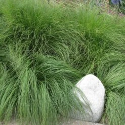 Soft Colors Inferno Strip Grass Collection -High Country Gardens sporobolus heterolipis prairie dropsseed sq
