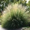 Windbreaker Giant Sacaton Grass 2 Windbreaker Giant Sacaton Grass -High Country Gardens sporobolus wrightii pat plant selecthayward1 cropped