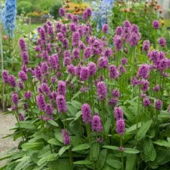 Hummelo Betony 7 Hummelo Betony -High Country Gardens stachys monieri hummelo 3