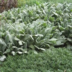 FireSmart Collection - Zone 1 -High Country Gardens stachys silver carpet garden 2 1