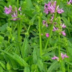 Dwarf Pink Lamb's Ear 10 Dwarf Pink Lamb's Ear -High Country Gardens stachys maxima close up of foliage cc 2