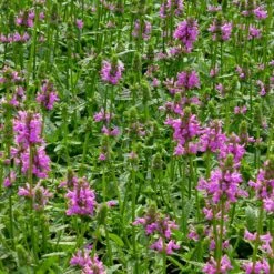 Dwarf Pink Lamb's Ear 9 Dwarf Pink Lamb's Ear -High Country Gardens stachys maxima groundcover planting cc 2 2