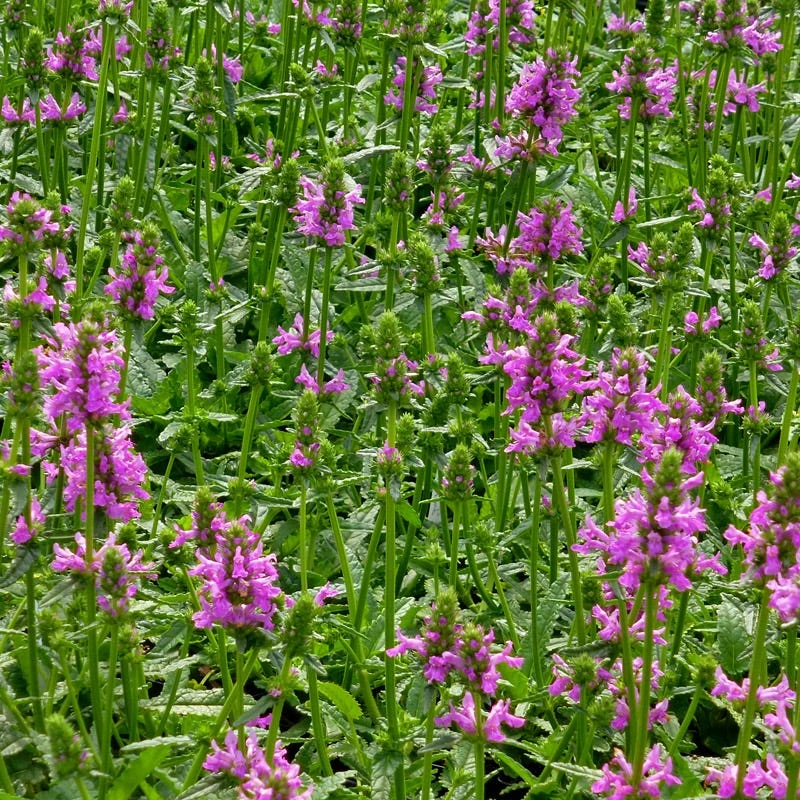 Dwarf Pink Lamb's Ear 5 Dwarf Pink Lamb's Ear - Image 3