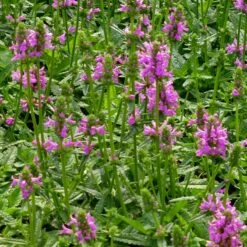 Dwarf Pink Lamb's Ear 11 Dwarf Pink Lamb's Ear -High Country Gardens stachys maxima groundcover planting cc 2