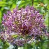 Star Of Persia Allium 1 Star Of Persia Allium -High Country Gardens star of persia allium 1 1