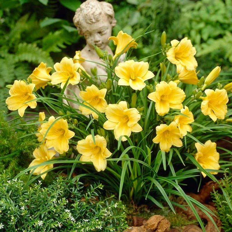 Stella D'Oro Reblooming Daylily 5 Stella D'Oro Reblooming Daylily - Image 3