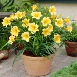 Stella D'Oro Reblooming Daylily 9 Stella D'Oro Reblooming Daylily -High Country Gardens stella doro daylily pot