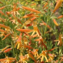SteppeSuns® Sunset Glow Penstemon 6 SteppeSuns® Sunset Glow Penstemon -High Country Gardens steppesuns sunset glow penstemon flowers