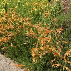 SteppeSuns® Sunset Glow Penstemon 7 SteppeSuns® Sunset Glow Penstemon -High Country Gardens steppesuns sunset glow penstemon orange