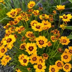 Sterntaler Coreopsis -High Country Gardens sterntaler coreopsis sq