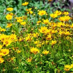 Sterntaler Coreopsis -High Country Gardens sterntaler sq1