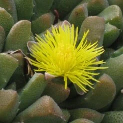 Night-Blooming Ice Plant (Stomatium) -High Country Gardens stomatium mustilnum flower