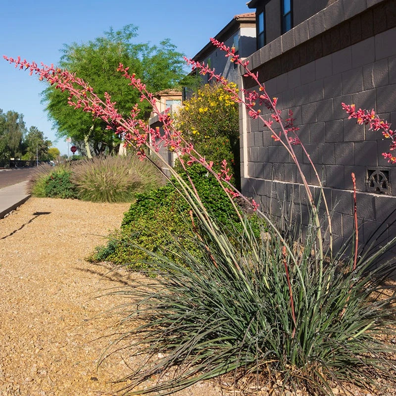 Hummingbird Paradise Hesperaloe Collection 6 Hummingbird Paradise Hesperaloe Collection - Image 4