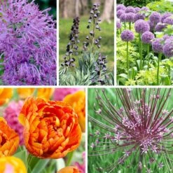 Stranger Than Fiction Flower Bulb Collection 17 Stranger Than Fiction Flower Bulb Collection -High Country Gardens stranger than fiction bulb coll 4 2 24