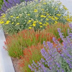 Summer Showstopper Pre-Planned Garden 14 Summer Showstopper Pre-Planned Garden -High Country Gardens summer showstopper