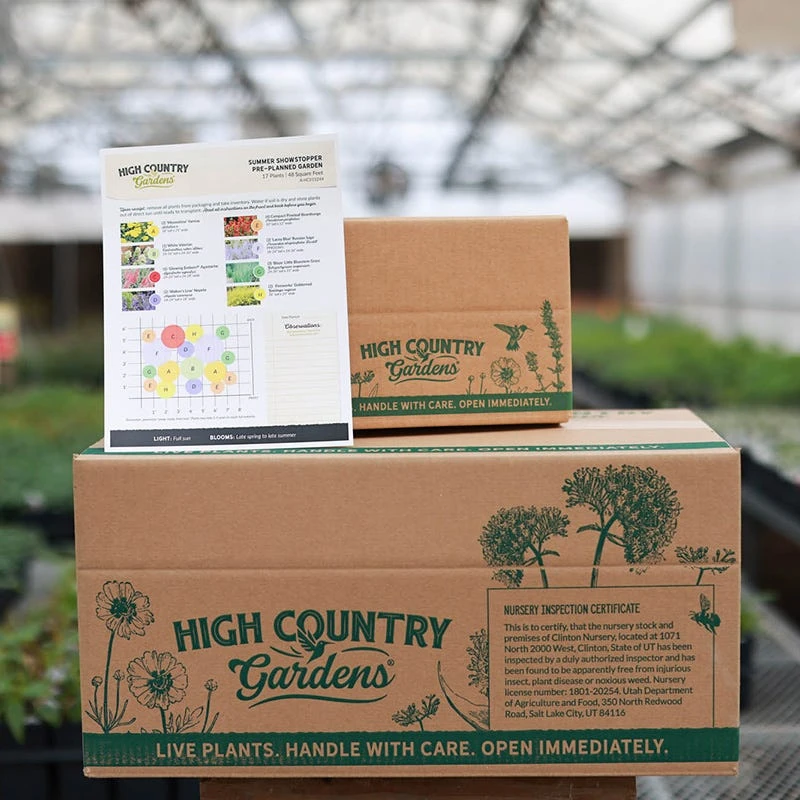 Summer Showstopper Pre-Planned Garden 11 Summer Showstopper Pre-Planned Garden - Image 9