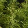 SunFern™ Arcadia Artemisia 1 SunFern™ Arcadia Artemisia -High Country Gardens sunfern arcadia russian wormwood 1