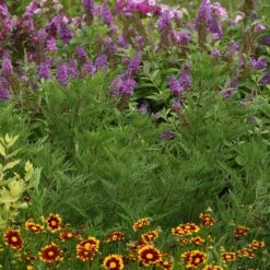 SunFern™ Arcadia Artemisia 6 SunFern™ Arcadia Artemisia -High Country Gardens sunfern arcadia russian wormwood 2