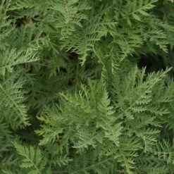 SunFern™ Arcadia Artemisia 7 SunFern™ Arcadia Artemisia -High Country Gardens sunfern arcadia russian wormwood 3