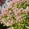 SunSparkler® Lime Twister Sedum 1 SunSparkler® Lime Twister Sedum -High Country Gardens sunsparkler lime twister sedum close up