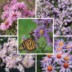 Superstar Aster Collection -High Country Gardens super star aster collection8 25 25