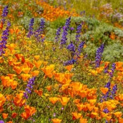 Superbloom Native Wildflower Seed Mix 13 Superbloom Native Wildflower Seed Mix -High Country Gardens superbloom 1