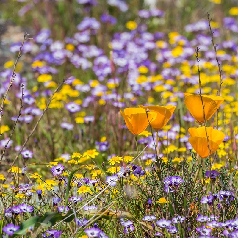 Superbloom Native Wildflower Seed Mix 8 Superbloom Native Wildflower Seed Mix - Image 6