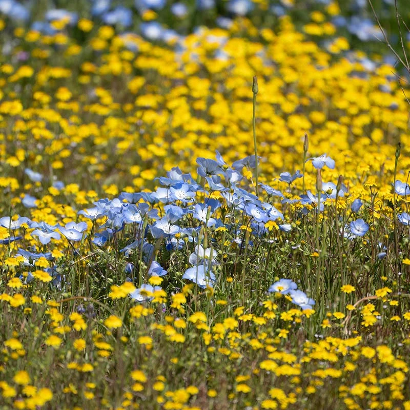 Superbloom Native Wildflower Seed Mix 9 Superbloom Native Wildflower Seed Mix - Image 7