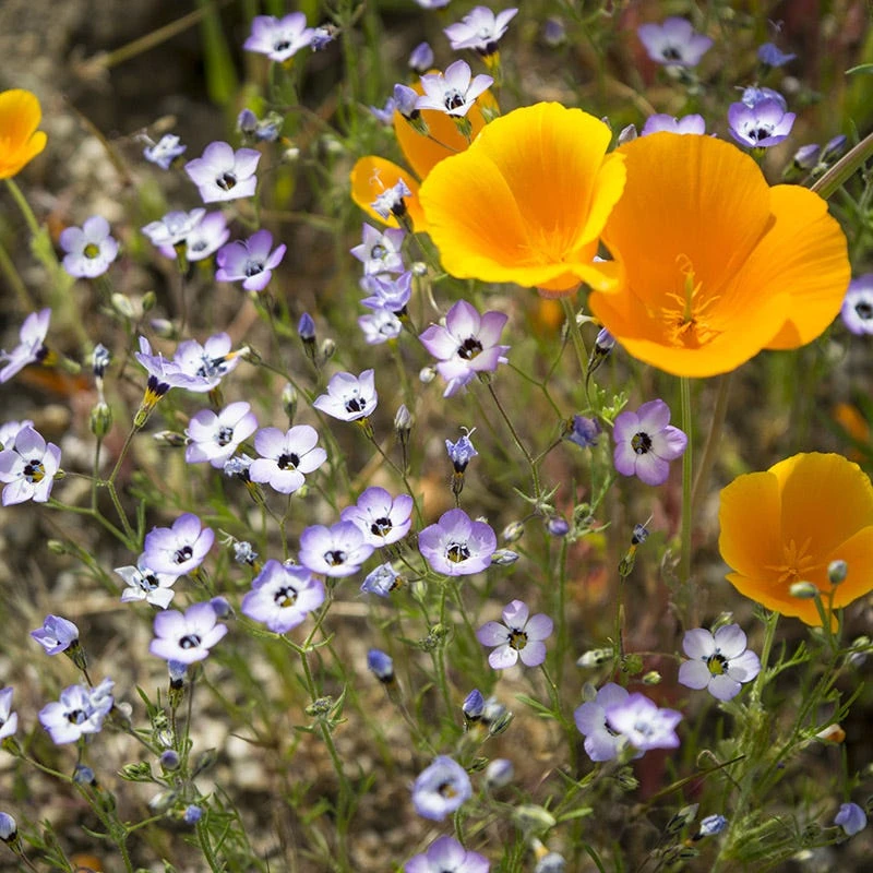 Superbloom Native Wildflower Seed Mix 5 Superbloom Native Wildflower Seed Mix - Image 3
