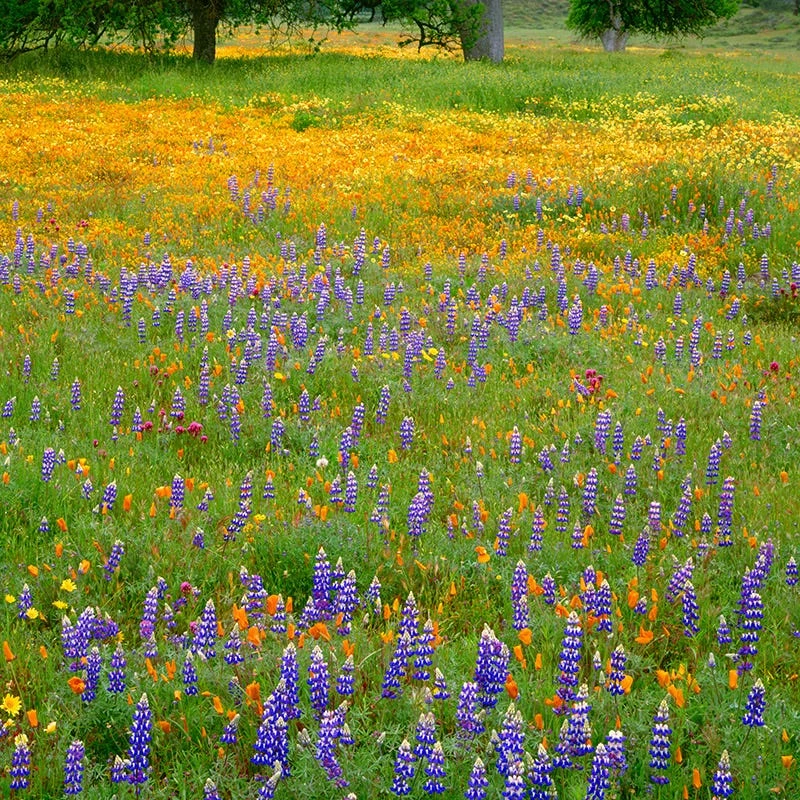 Superbloom Native Wildflower Seed Mix 3 Superbloom Native Wildflower Seed Mix