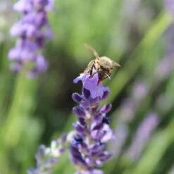 Sharon Roberts English Lavender 12 Sharon Roberts English Lavender -High Country Gardens susan quimby honey bee lavender or 4