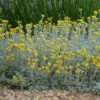 Partridge Feather (Tanacetum) -High Country Gardens tanacetum 2 1