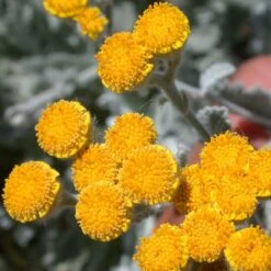 Partridge Feather (Tanacetum) -High Country Gardens tanacetum densum flower