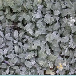 Partridge Feather (Tanacetum) -High Country Gardens tanacetum densum foliage