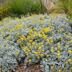 Partridge Feather (Tanacetum) -High Country Gardens tanacetum densum ssp plant select cropped