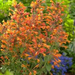 High Country Gardens -High Country Gardens tango agastache 1