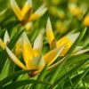 Tarda Wildflower Tulip 2 Tarda Wildflower Tulip -High Country Gardens tarda tulip 1