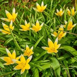 Tarda Wildflower Tulip -High Country Gardens tarda tulip 3