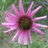 Tennessee Echinacea -High Country Gardens tennessee coneflower 1