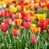 Tequila Sunrise Darwin Tulip Mix -High Country Gardens tequila sunrise mix 1