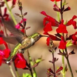 Hummingbird Attracting Collection For The West -High Country Gardens teresa authier hcg sustainable contest 2023 fullsizerender 1 1