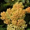 Terracotta Yarrow 2 Terracotta Yarrow -High Country Gardens terracotta yarrow 1