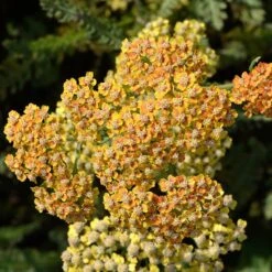 High Country Gardens 5 Terracotta Yarrow