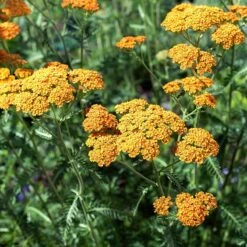 High Country Gardens -High Country Gardens terracotta yarrow 2