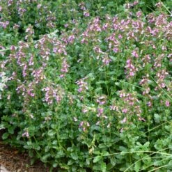 Compact Creeping Germander (Teucrium) -High Country Gardens teucrium chamadrys prostratum flower